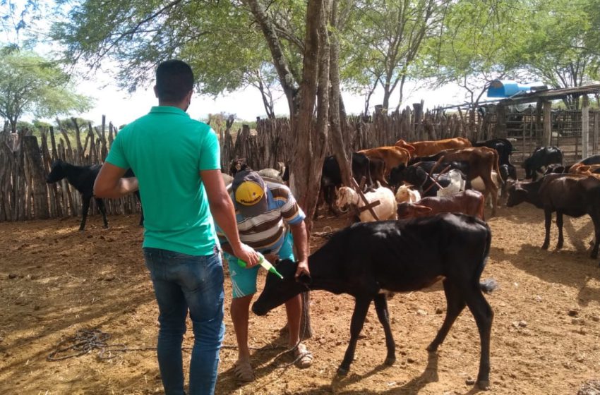  Secretaria Municipal de Agricultura inicia a vermifugação dos rebanhos de ovinos e bovinos dos pequenos produtores.