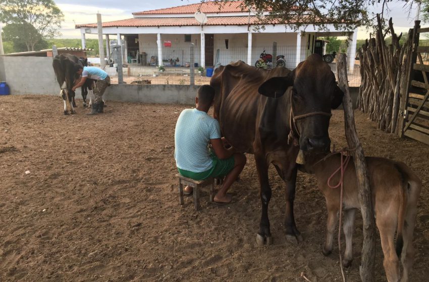  Secretaria Municipal de Agricultura oferece apoio veterinário para os criadores de Delmiro Gouveia