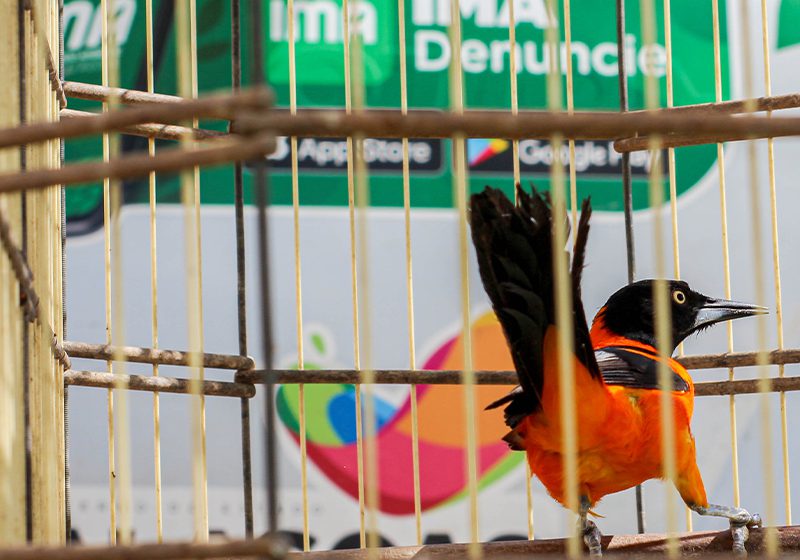  Ação ambiental realiza soltura de aves silvestres que eram mantidas em cativeiro